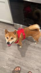 Found/Stray Male Dog last seen Dina springs lane magnolia texas, Montgomery County, TX 77354