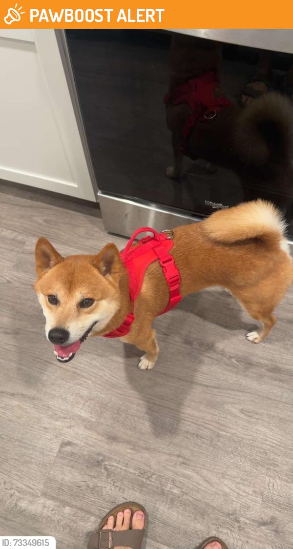 Found/Stray Male Dog last seen Dina springs lane magnolia texas, Montgomery County, TX 77354