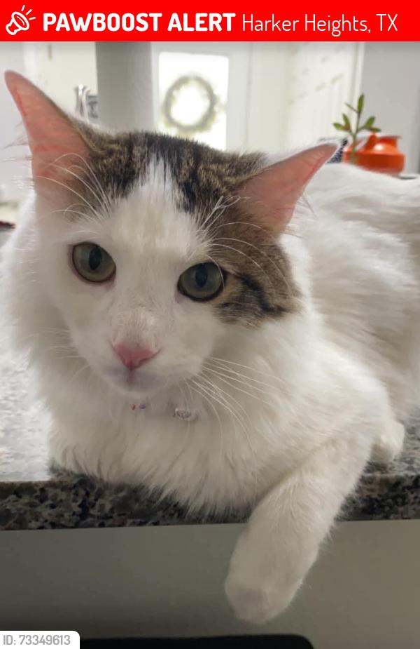 Lost Male Cat last seen Fuller Lane, Harker Heights, TX 76548
