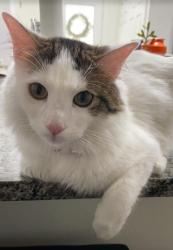 Lost Male Cat last seen Fuller Lane, Harker Heights, TX 76548