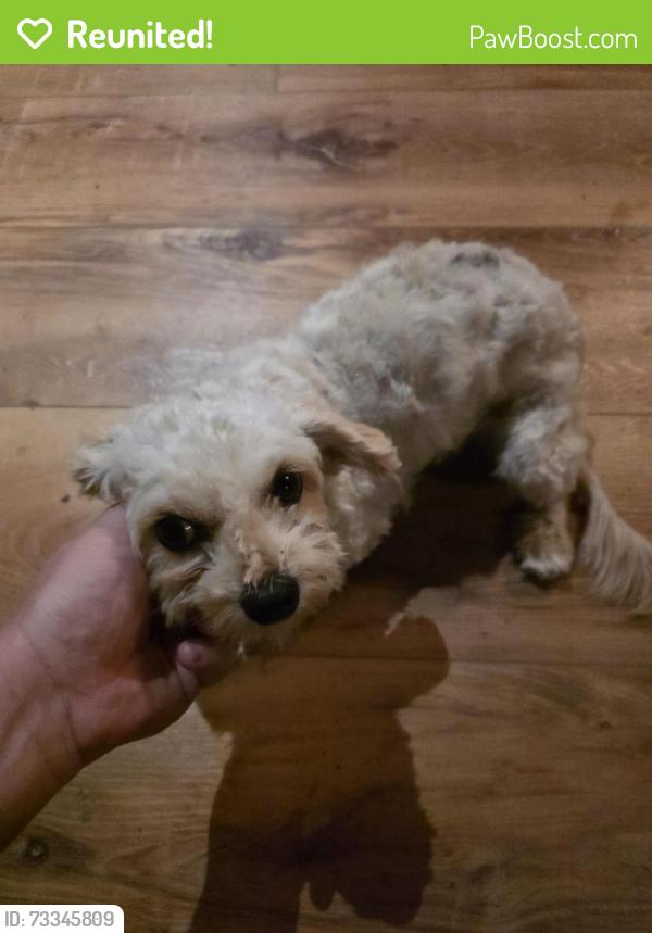 Reunited Female Dog last seen Near Old Mountain Rd, Bethel Township, PA 19507