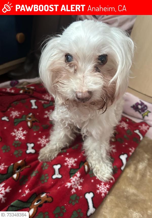Lost Female Dog last seen Last seen near Dakota St. in Anaheim, Anaheim, CA 92805