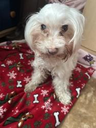 Lost Female Dog last seen Last seen near Dakota St. in Anaheim, Anaheim, CA 92805