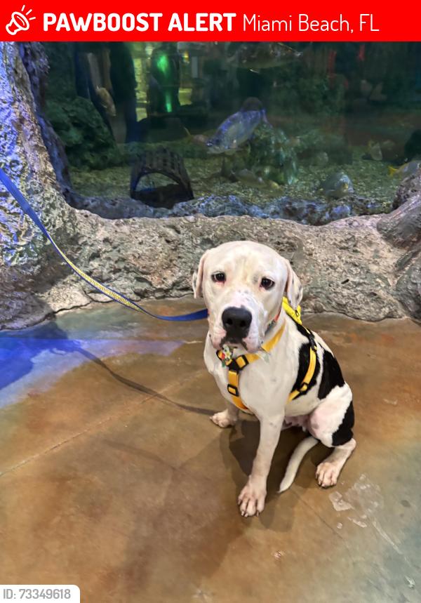 Lost Male Dog last seen Flamingo Park, Miami Beach, FL 33139