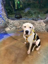Lost Male Dog last seen Flamingo Park, Miami Beach, FL 33139