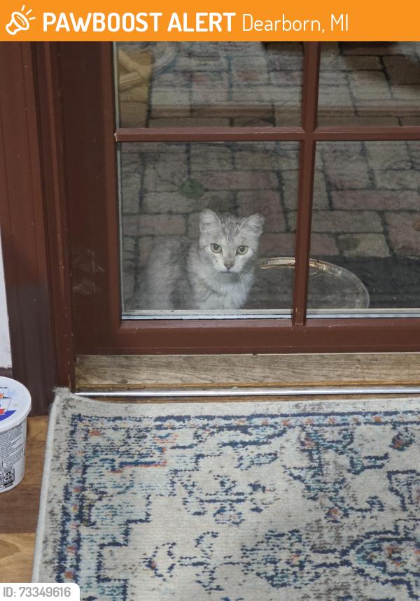 Found/Stray Unknown Cat last seen Woodbury Street, Dearborn, Dearborn, MI 48120