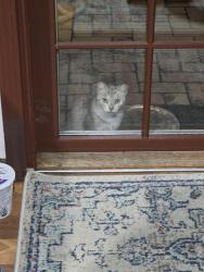 Found/Stray Unknown Cat last seen Woodbury Street, Dearborn, Dearborn, MI 48120