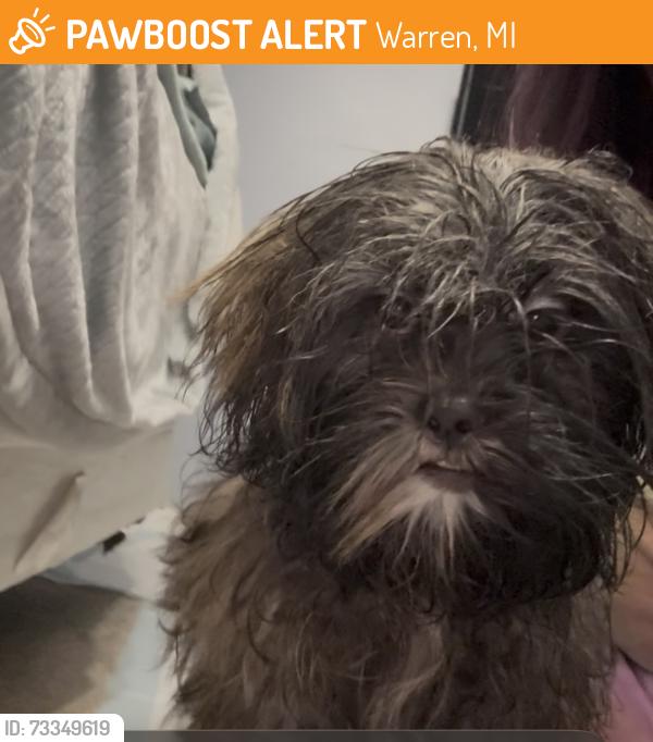 Found/Stray Male Dog last seen 11 mile and Ryan, Warren, MI 48093