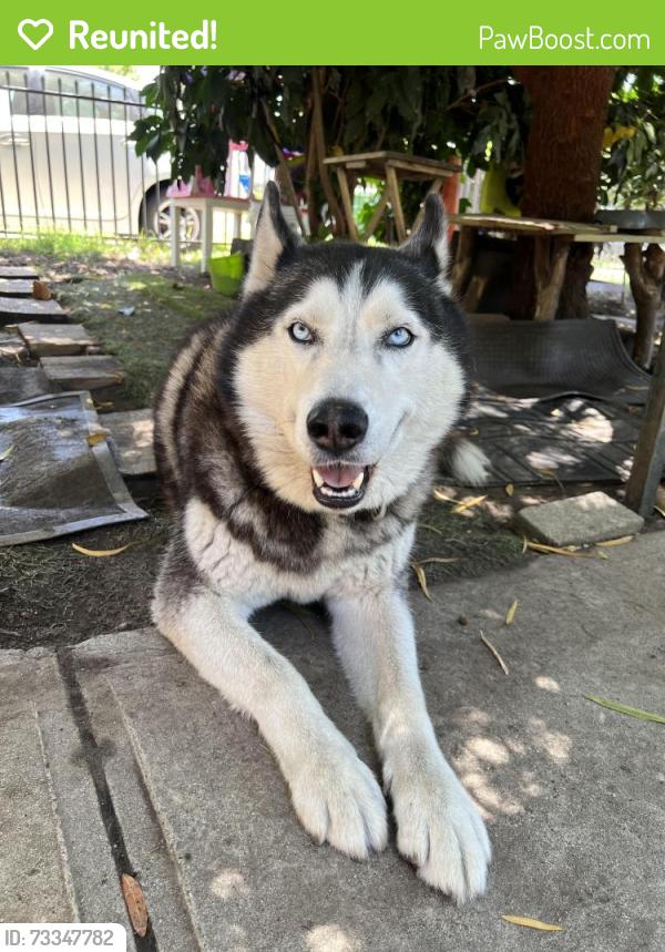 Reunited Male Dog last seen 48th st and Grammercy, Los Angeles, CA 90062