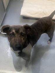 Shelter Stray Male Dog last seen Near Glenwood Road SW, Port Orchard, WA, 98367, 9167 Dickey Rd NW, Silverdale, WA 98383, USA