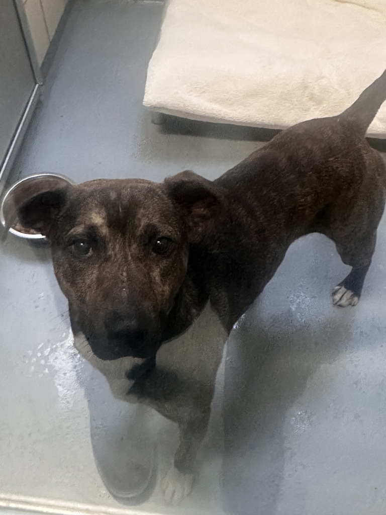 Shelter Stray Male Dog last seen Near Glenwood Road SW, Port Orchard, WA, 98367, 9167 Dickey Rd NW, Silverdale, WA 98383, USA