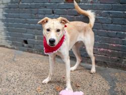 Shelter Stray Female Dog last seen Near E Jackson Avenue, BRONX, NY, 10454, 326 E 110th St, New York, NY 10029, USA