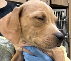 Shelter Stray Male Dog last seen Burnside, PORTLAND, OR, 97233, 1700 W Historic Columbia River Hwy, Troutdale, OR 97060, USA