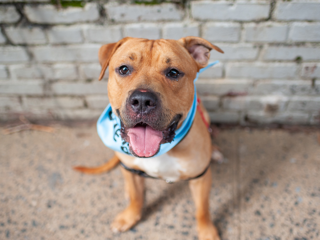 Shelter Stray Male Dog last seen Near Fountain ave Brooklyn, BROOKLYN, NY, 11239, 326 E 110th St, New York, NY 10029, USA