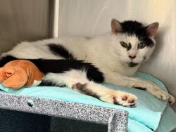 Shelter Stray Male Cat last seen Near Carpenter Avenue, BRONX, NY, 10466, 326 E 110th St, New York, NY 10029, USA