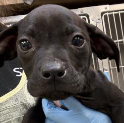 Shelter Stray Male Dog last seen Burnside, PORTLAND, OR, 97233, 1700 W Historic Columbia River Hwy, Troutdale, OR 97060, USA