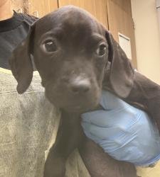 Shelter Stray Male Dog last seen Burnside, PORTLAND, OR, 97233, 1700 W Historic Columbia River Hwy, Troutdale, OR 97060, USA