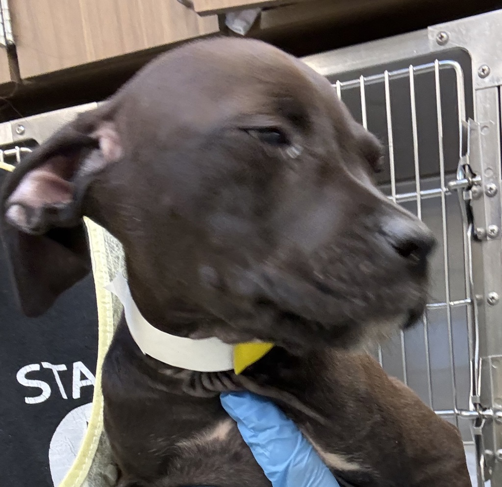 Shelter Stray Female Dog last seen Burnside, PORTLAND, OR, 97233, 1700 W Historic Columbia River Hwy, Troutdale, OR 97060, USA