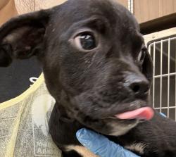 Shelter Stray Female Dog last seen Burnside, PORTLAND, OR, 97233, 1700 W Historic Columbia River Hwy, Troutdale, OR 97060, USA