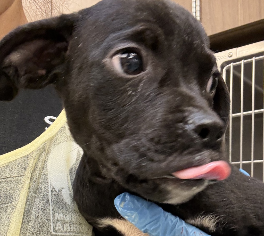 Shelter Stray Female Dog last seen Burnside, PORTLAND, OR, 97233, 1700 W Historic Columbia River Hwy, Troutdale, OR 97060, USA