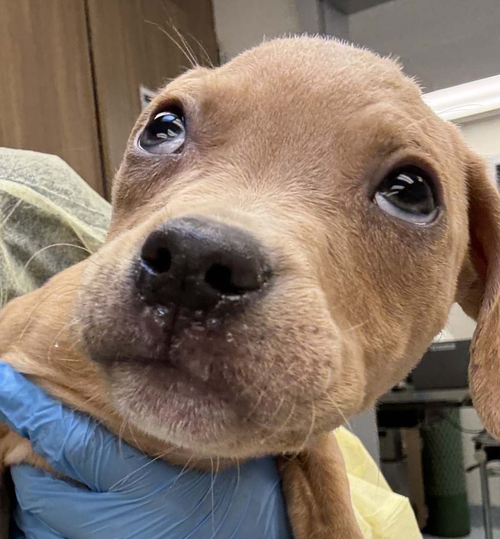 Shelter Stray Female Dog last seen Burnside, PORTLAND, OR, 97233, 1700 W Historic Columbia River Hwy, Troutdale, OR 97060, USA