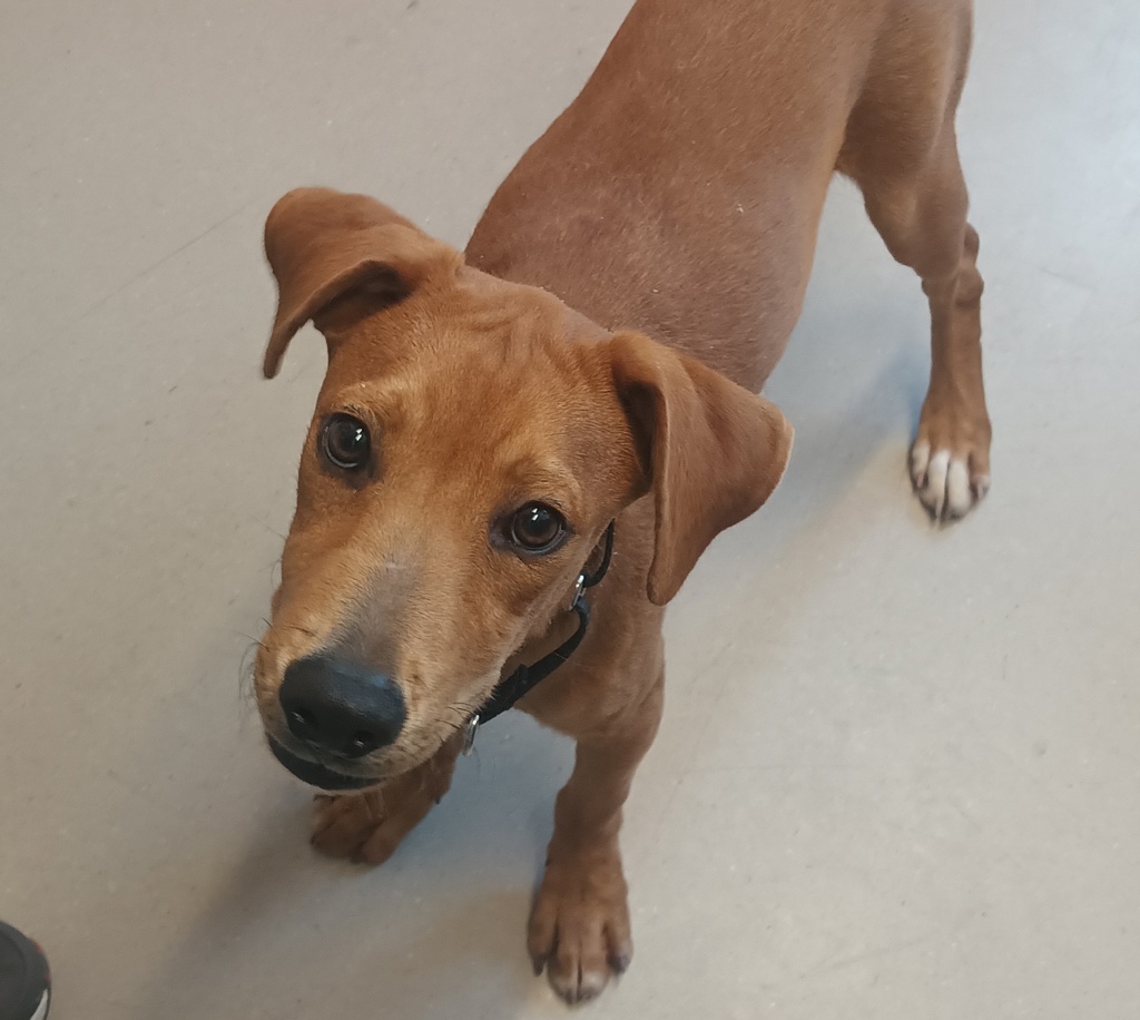 Shelter Stray Male Dog last seen Near E Madison Avenue, El Cajon, CA, 92021, El Cajon, CA 92020, USA