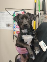 Shelter Stray Male Dog last seen Near Cedar Street, El Cajon, CA, 92021, El Cajon, CA 92020, USA