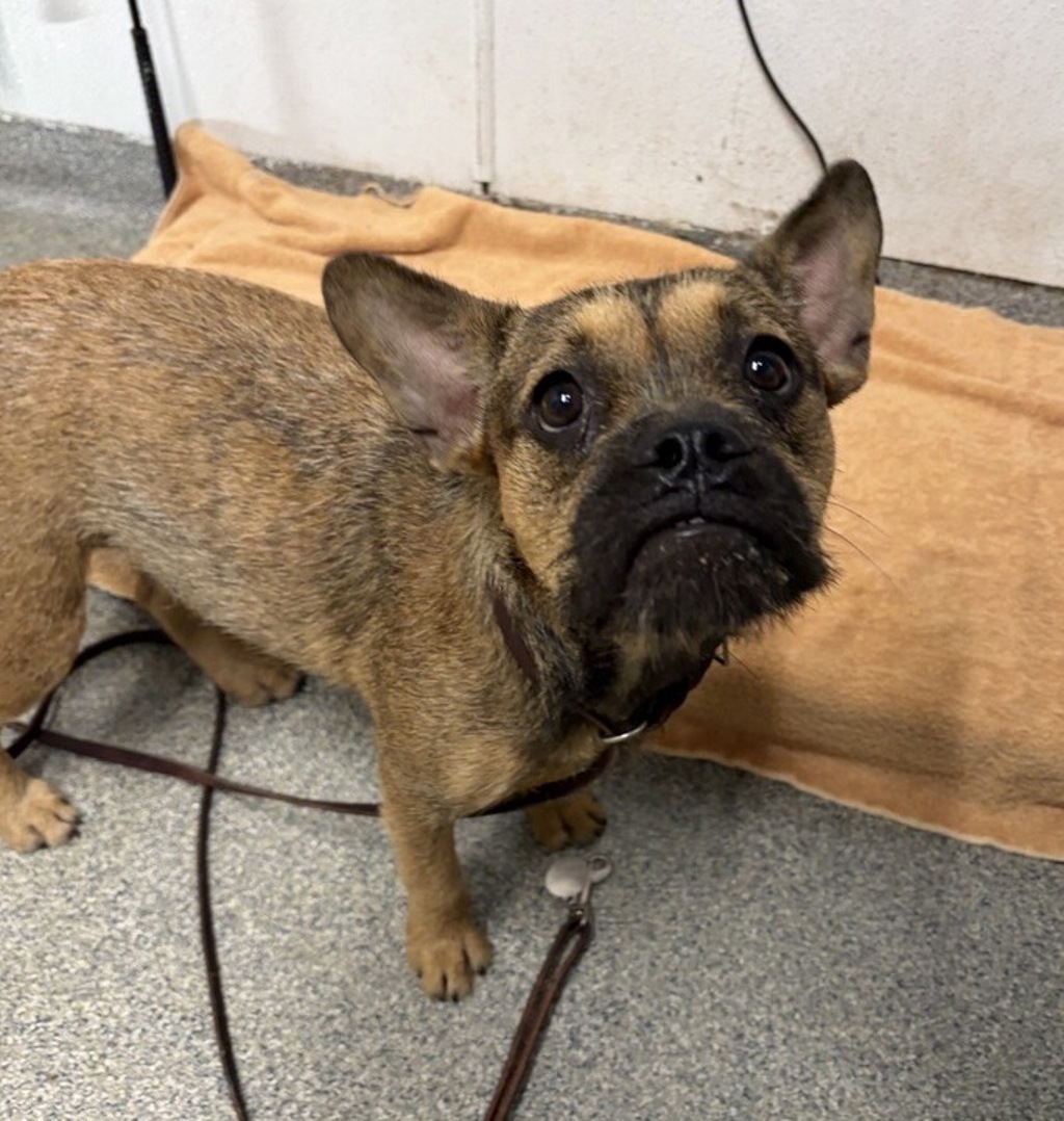 Shelter Stray Female Dog last seen Pala Tribal PD, Pala, CA, 92059, Escondido, CA 92027, USA