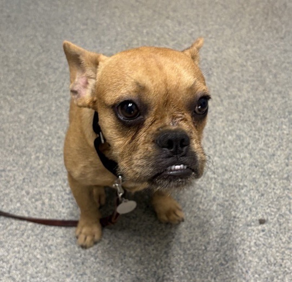 Shelter Stray Female Dog last seen Pala Tribal PD, Pala, CA, 92059, Escondido, CA 92027, USA