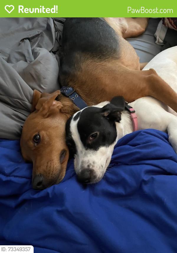 Reunited Male Dog last seen US19 and Rainbow Oaks Dr, Pasco County, FL 34667