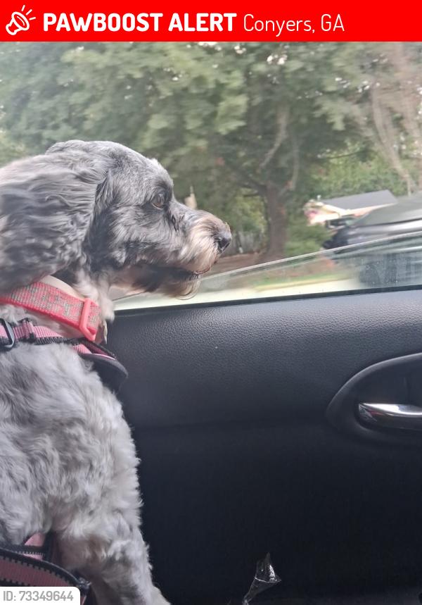 Lost Female Dog last seen Salem road, Conyers, GA 30013