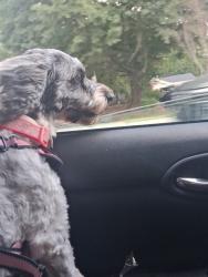 Lost Female Dog last seen Salem road, Conyers, GA 30013