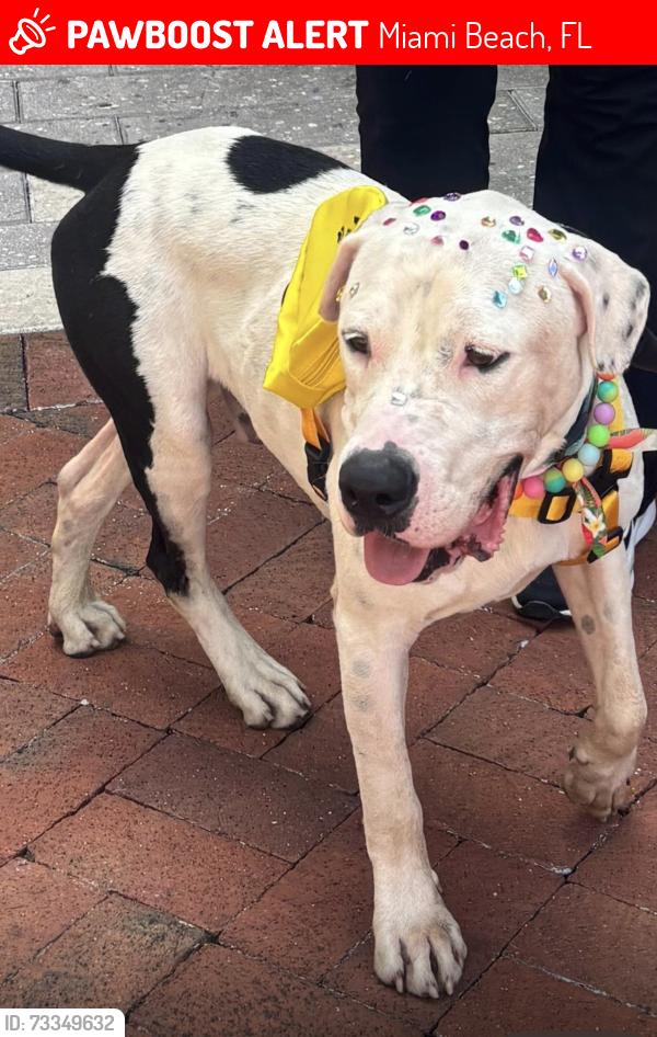 Lost Male Dog last seen Bay road, Miami Beach, FL 33139
