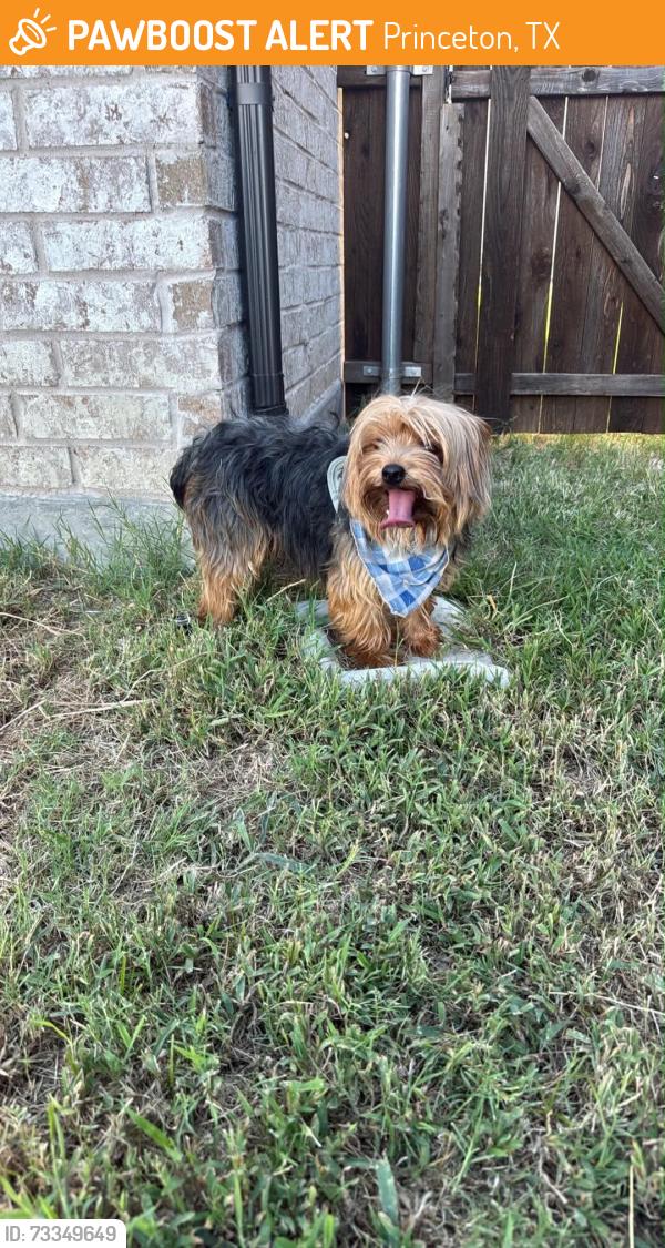 Surrendered Male Dog last seen Continental Dr, Princeton, TX 75407, USA, Princeton, TX 75407