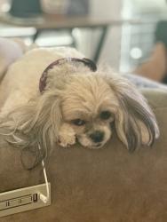 Reunited Female Dog last seen N Longhorn Ave, Eagle, ID 83616