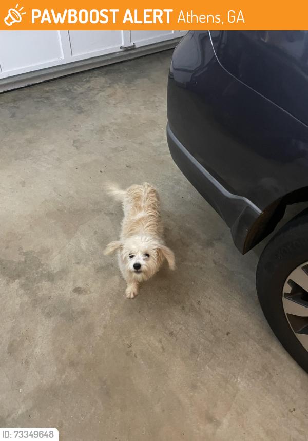 Found/Stray Female Dog last seen Southeast Clarke park, Athens, GA 30605