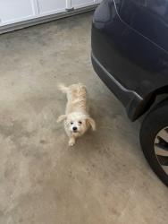 Found/Stray Female Dog last seen Southeast Clarke park, Athens, GA 30605