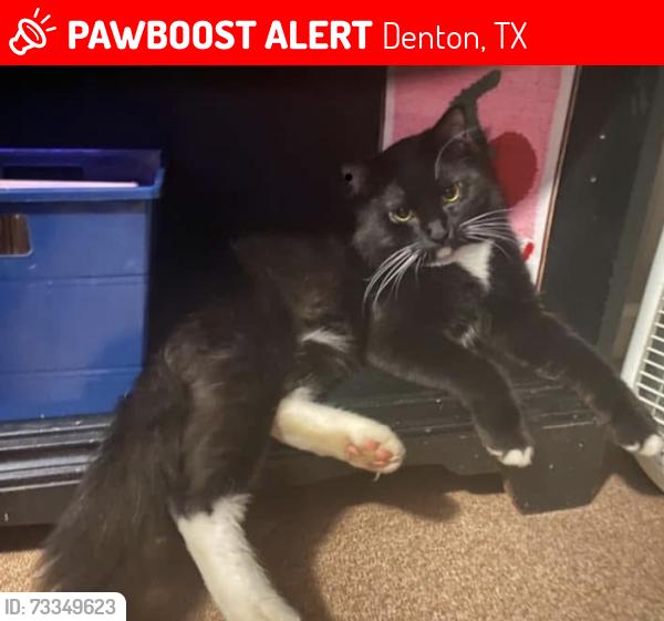 Lost Male Cat last seen Near high meadow dr, Denton, TX 76208