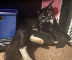 Lost Male Cat last seen Near high meadow dr, Denton, TX 76208