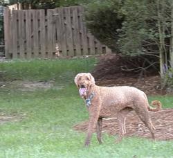 Found/Stray Unknown Dog last seen Jamesford Meadows, Jamestown, NC 27282