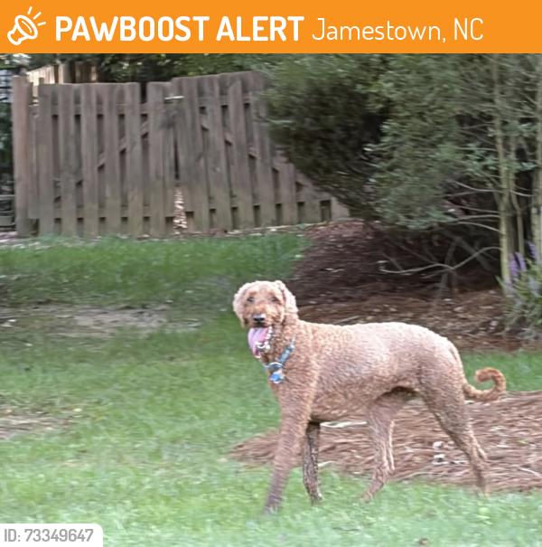 Found/Stray Unknown Dog last seen Jamesford Meadows, Jamestown, NC 27282