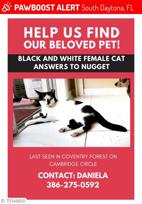 Lost Female Cat last seen Oak live drive, South Daytona, FL 32119