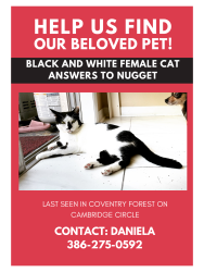 Lost Female Cat last seen Oak live drive, South Daytona, FL 32119