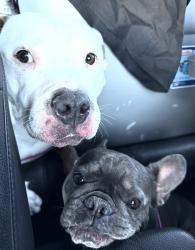 Reunited Female Dog last seen Fossil lake, Arlington, TX 76002