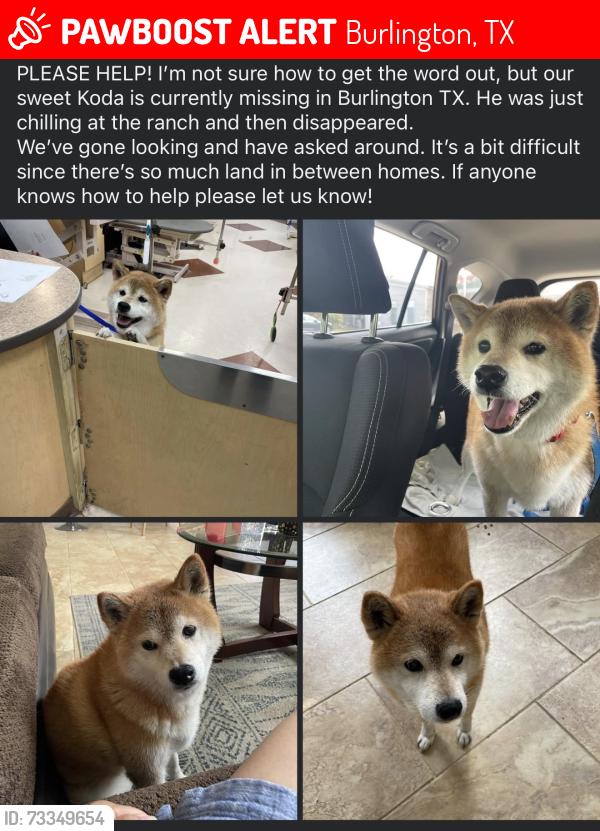 Lost Male Dog last seen Near county road 133 Burlington Tx, Burlington, TX 76519