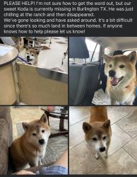 Lost Male Dog last seen Near county road 133 Burlington Tx, Burlington, TX 76519