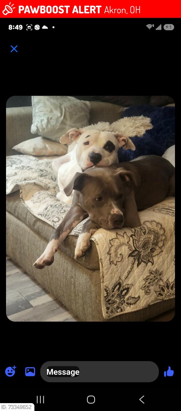Lost Male Dog last seen E emerling avenue and s main st akron ohio, Akron, OH 44301