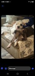 Lost Male Dog last seen E emerling avenue and s main st akron ohio, Akron, OH 44301