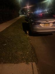 Found/Stray Unknown Cat last seen Between Sanford and 43rd ave, Queens, NY 11358