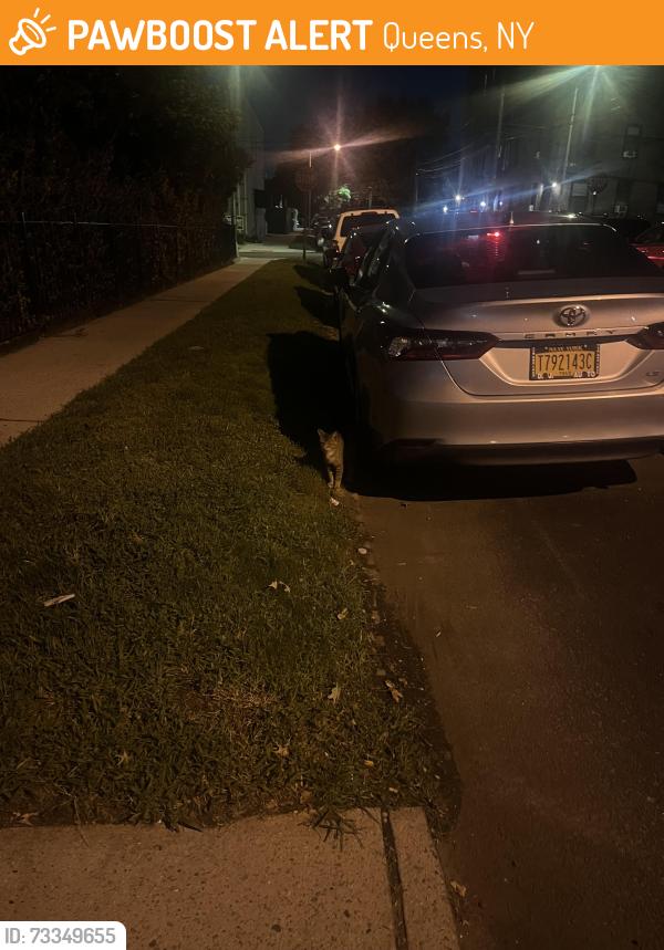 Found/Stray Unknown Cat last seen Between Sanford and 43rd ave, Queens, NY 11358